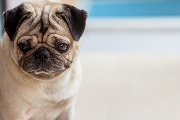Obraz premium pug dog look very sadness