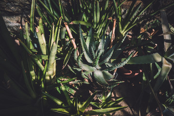 Aloes plant