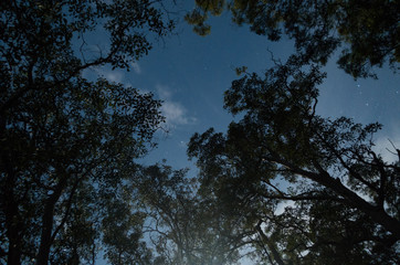 Stars between moonlight trees