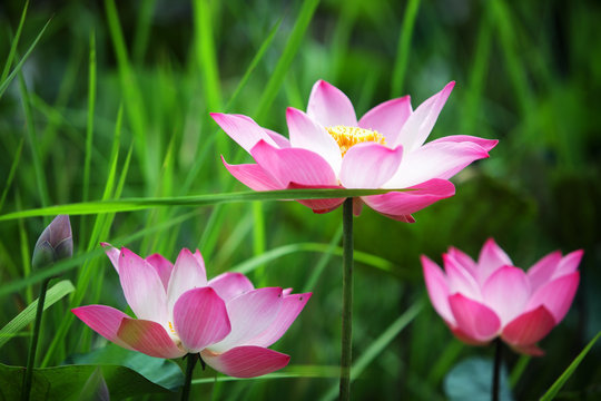 Fototapeta close up of blooming beautiful lotus flower