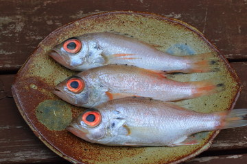 Rosy seabass (Doederleinia berycoides) in Japan