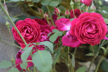 Fototapeta na wymiar Bonitas rosas de jardín 