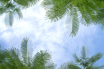 Fototapeta na wymiar Green leaf on blue sky background