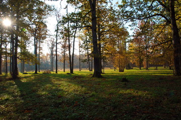 Golden autumn.Colorful foliage in the autumn park.Autumn leaves sky background.Fall background.