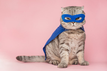 superhero, scotch whiskey with a blue cloak and mask. The concept of a superhero, super cat, leader. On a pink background. Macho and cute cat - obrazy, fototapety, plakaty