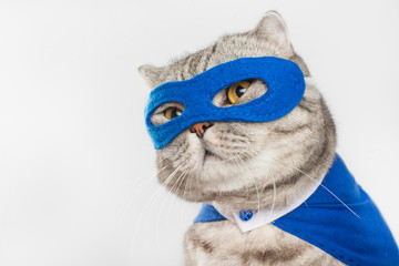 superhero, scotch whiskey with a blue cloak and mask. The concept of a superhero, super cat,...