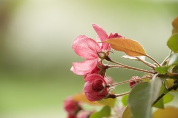 Obraz premium tree in spring