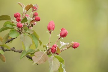 blooming branch of apple tree in spring 