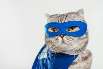Fototapeta premium superhero, scotch whiskey with a blue cloak and mask. The concept of a superhero, super cat, leader. On a white background.Macho, Isolate