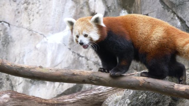 Red panda walks on a branch 4K
