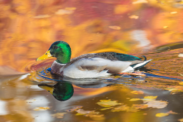 The duck or drake in the city lake or the pound swimming in the water colored in yellow, red and orange 