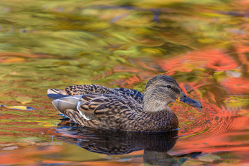 The duck or drake in the city lake or the pound swimming in the water colored in yellow, red and orange 