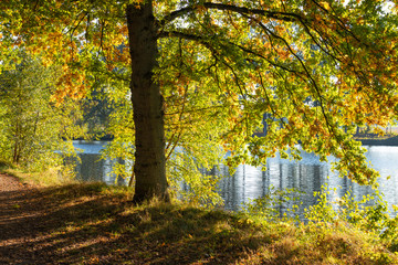 Romantic view of an autumnal oak tree at the lakeside, Lüneburger Heide, Northern Germany