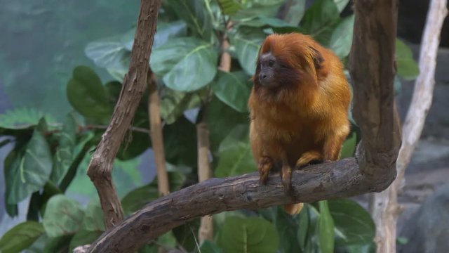 Golden lion tamarin monkey on a branch 4K