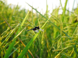 dragonfly in nature outdoor summer