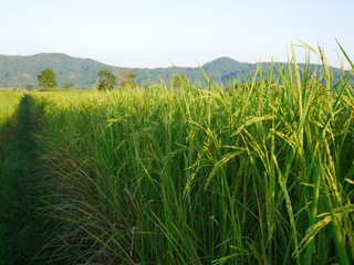 organic green rice nature farm