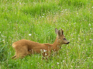 Chevreuil sauvage