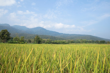 Rice fields with mountains and blue sky.