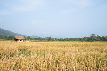 Rice fields with mountains and blue sky.