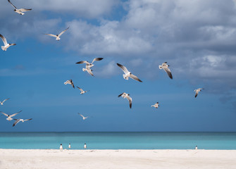 Fototapeta na wymiar blackheaded gulls on tropical beach