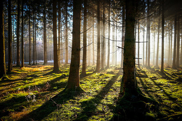 The mystical morning.  © Adrian