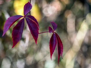 Rote Herbstblätter mit sonnigem Bokeh