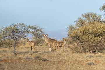 Fototapeta na wymiar Greater kudu (Tragelaphus strepsiceros), female with two youngsters, Kalahari, Namibia.