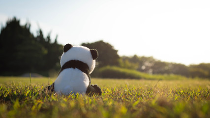 A lonely stuffed toy panda sitting on green grass in the field during sunset.