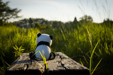A lonely panda stuffed toy sitting on an old wooden bench surrounded by green grasses during sunset.
