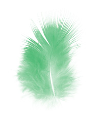 Beautiful feather color light green isolated on white background 