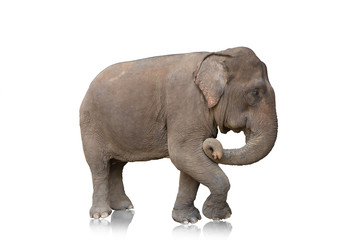 One elephant isolated on white background