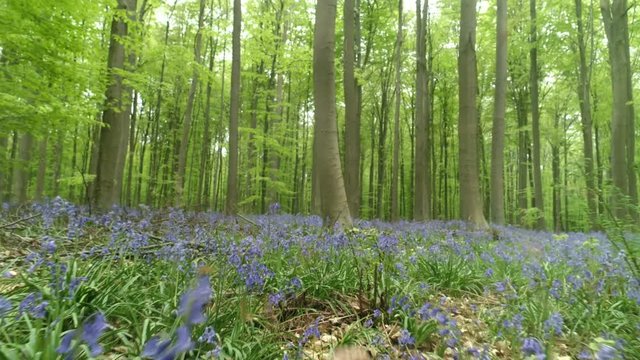 Blooming bluebells in Halle Forest, drone flying above blue flower carpet among trees. Hallerbos, Belgium