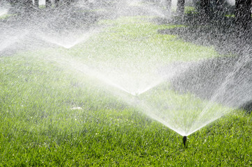 Water sprinkler irrigation - obrazy, fototapety, plakaty