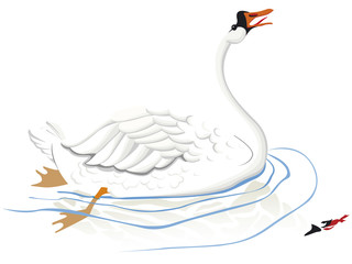 Cygne blanc voguant sur l'eau