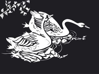 deux cygnes en noir et blanc sur l'eau