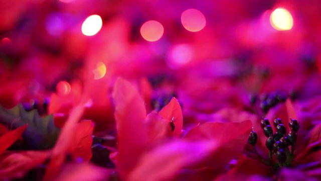 Soft-focused romantic Christmas and New Year decoration. Close-up of beautiful red poinsettia artificial flowers blowing in the breeze. Christmas lights blinking in the background.