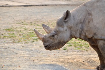 Black Rhino