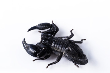 Scorpion isolated on white