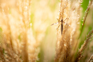 Bug sitting inside a wheat field, RHS Wisley, Hampshire UK