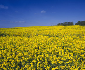 Obraz premium RAPESEED FIELD WITH BLUE SKY