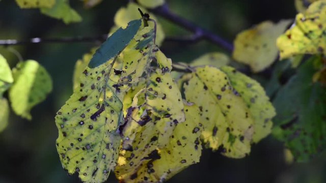 rafale de vent sur les feuilles d'un arbre
