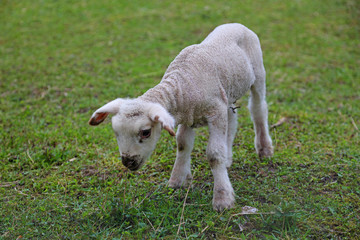 sheep in field
