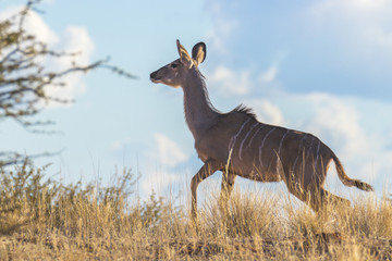 Obraz na płótnie Canvas Greater kudu (Tragelaphus strepsiceros), female, Kalahari, Namibia.