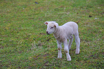 Obraz premium sheep in field