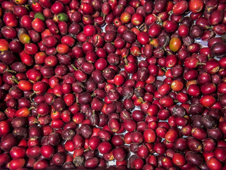 cranberries in a bowl