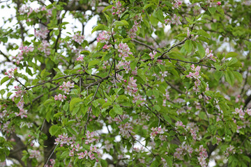 blooming apple tree in spring