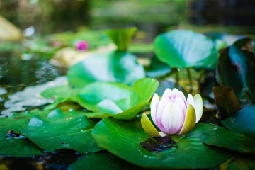 Lotus plant and a Lilly pad