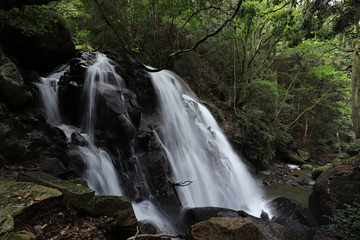 Fototapeta premium 鶏鳴の滝