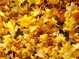 Ковер из желтых листьев