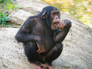 Chimpanzé